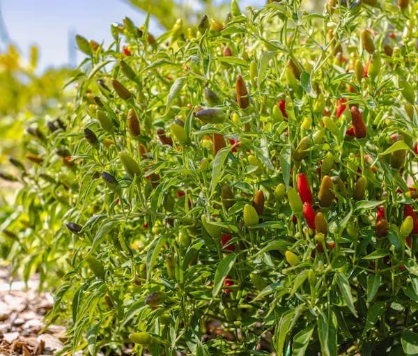 辣椒丰产栽培技术